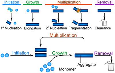 Mechanistic Models of Protein Aggregation Across Length-Scales and Time-Scales: From the Test Tube to Neurodegenerative Disease